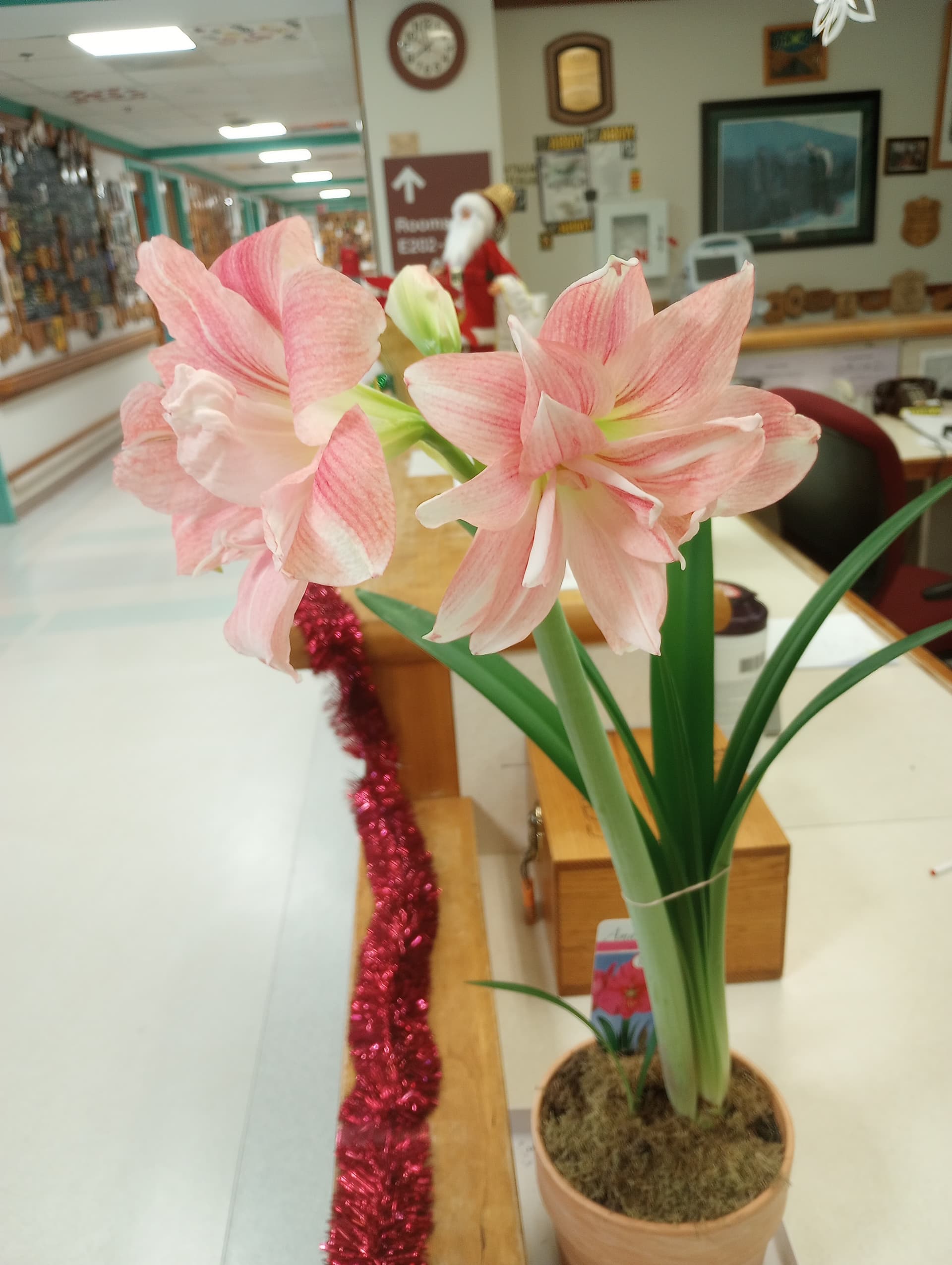 IMG_20221226_113943474